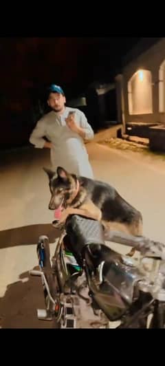 dog jarman shafat