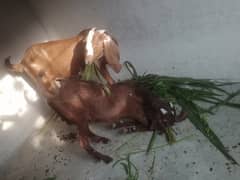 Goat pregnant male female pair