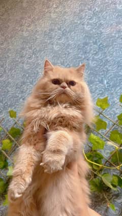Persian