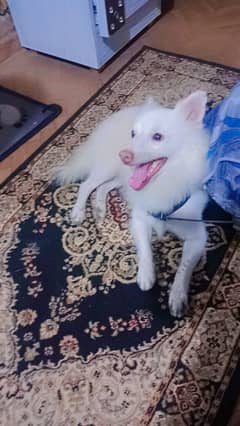 Russian dog