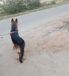 German