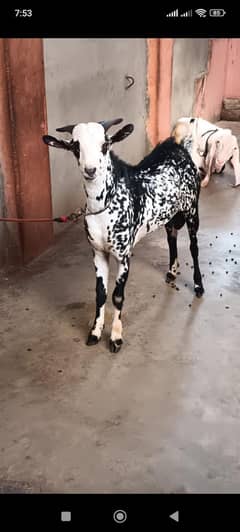 teddy barbari bakra