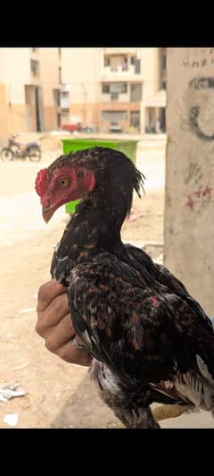 assel phata