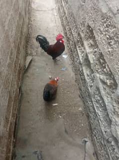 Murga & Murgi For Sale