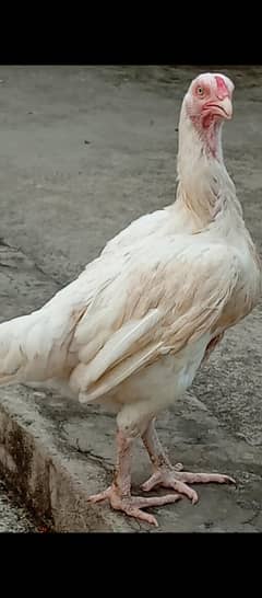heera