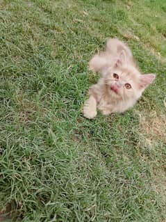Pure Persian kitten with heavy bones