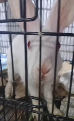 Rabbit pair for sale 500rs