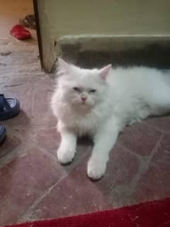 7 months Male cuite white trained cat