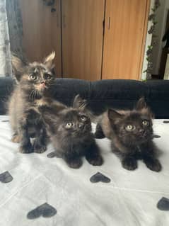 dark grey and orange persian kittens