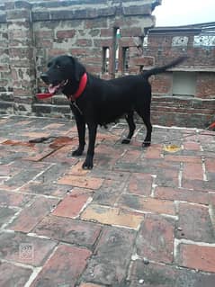 Labrador
