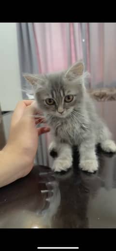 Dark Grey Double Coated Persian Kitten