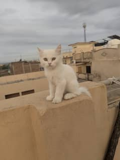 Persian
