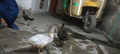 Indian runner ducks