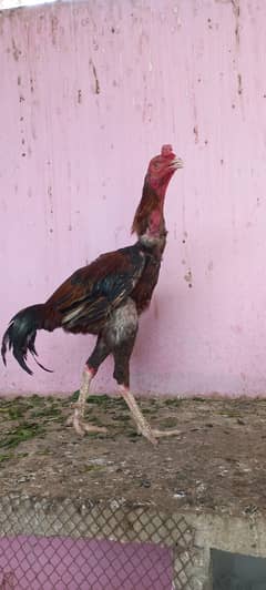 Pure Aseel Breeder pairs Hens Murgi Murga