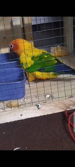 sun conure