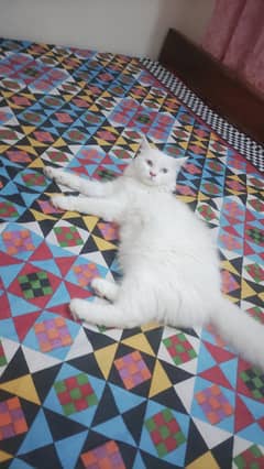 persian female cat