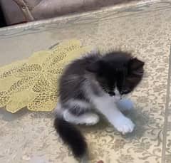 kittens