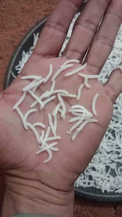 kianat
