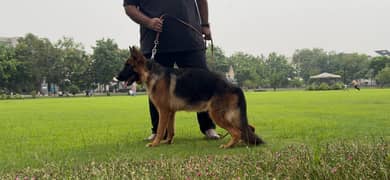 GSDCP Pink Pedigree Germen Shepherd Female