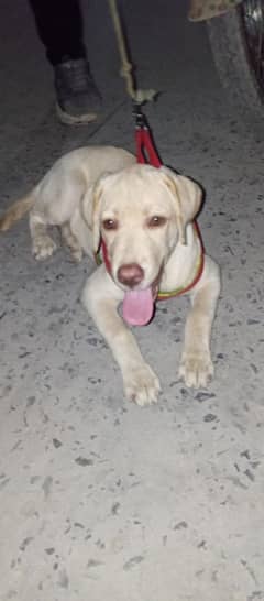 Labrador