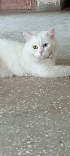 cat persian