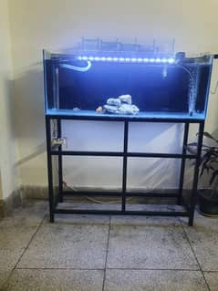 fish aquarium