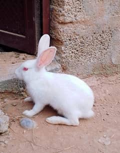 Beautiful 1 male and 3 females White Red eyes Rabbits