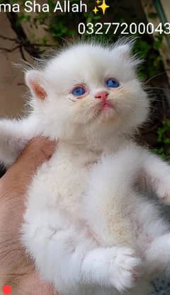 CFA line pershion ex punch face Tripple coated dark blue eye kitten
