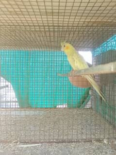 birds