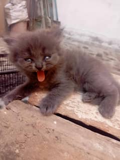 Persian kittens triple coated