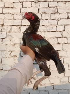 aseel patha / lacha aseel  murga / mushki madi