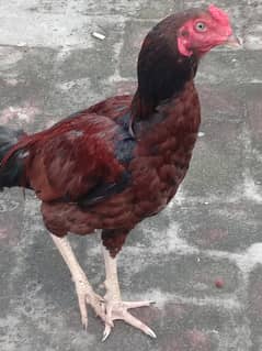 Aseel for sale