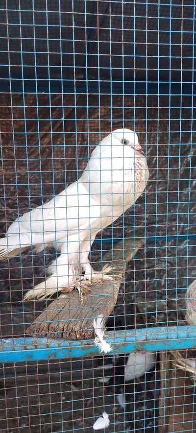 white pouter pomorian gubara pigeon black tale chicks pair