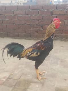 chuza