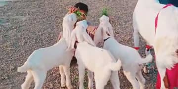 Bakri