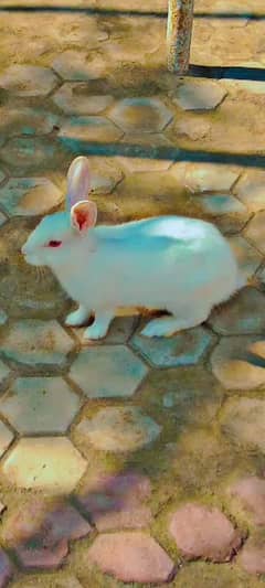 Full adult female rabbit
