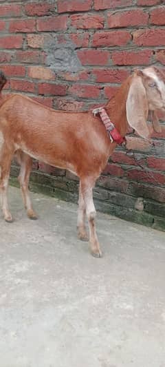 1 female bakri  2dant hain