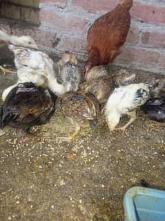 aseel chicks for sale 20 days