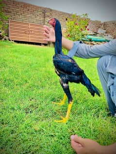 mianwali Aseel pakistani aseel