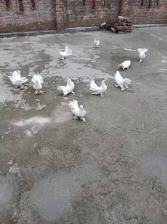 pigeons / Indian fantail pigeons / fantail pigeons