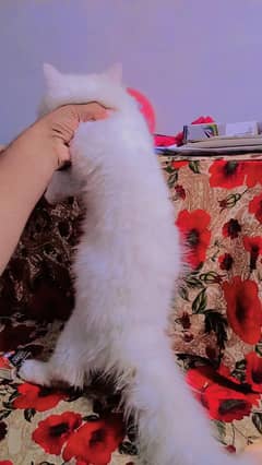 cat terple coted