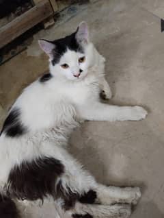 Mix Persian Male Cat