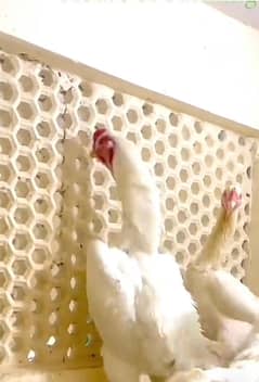 aseel shamo chick pair pure