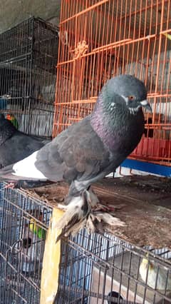 Pigeon