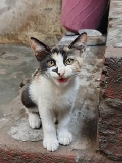 cat ghar ki Pali ha