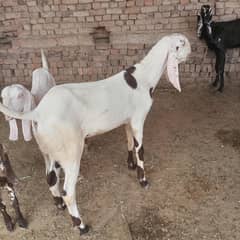 Bakra for sell
