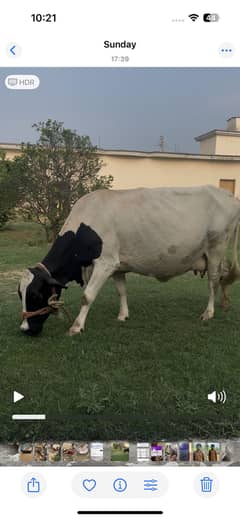 Cow
