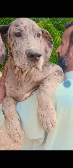 great dane top quality fimale available