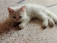 cats