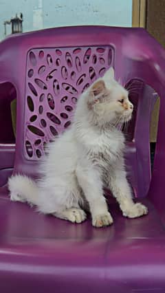 Parsion Kitten Triple Coated